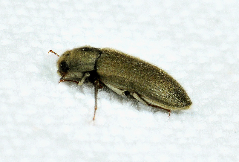 Piccolo coleottero: Dryops sp., Dryopidae